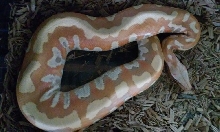 Male Albino Blood