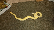 Albino Burm Female