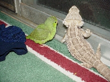 Falcor and Olive