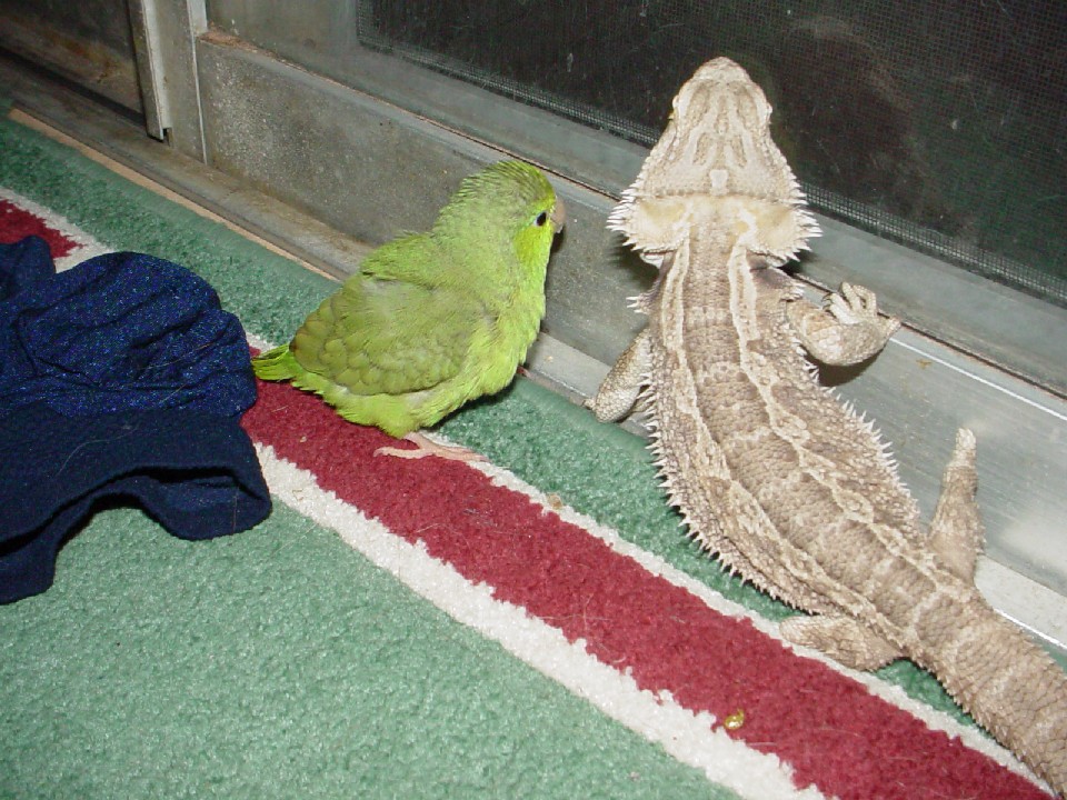 Falcor and Olive