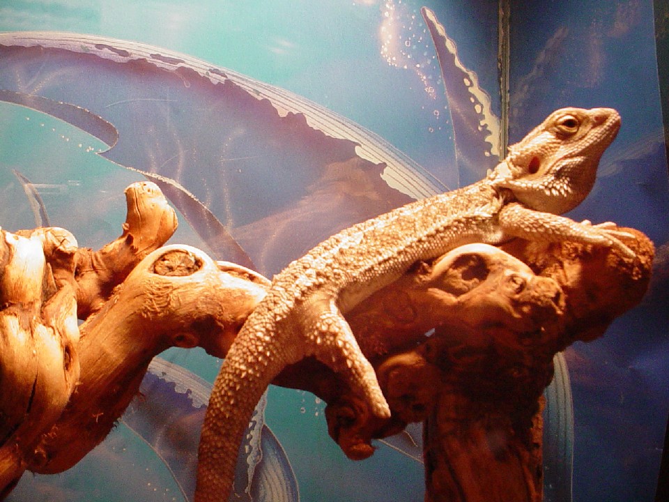 Falcor