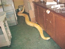 Big Mama