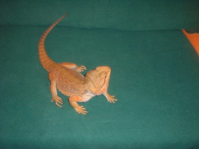 Taz