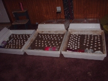 eggs, eggs everywhere!