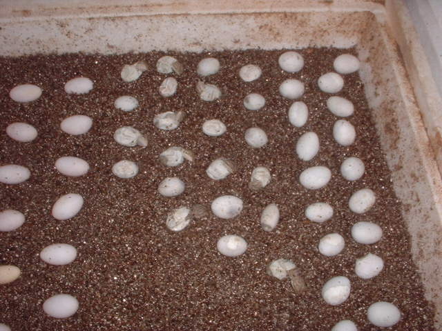 babies are coming!