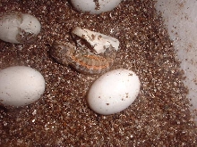 Color right out of the egg!