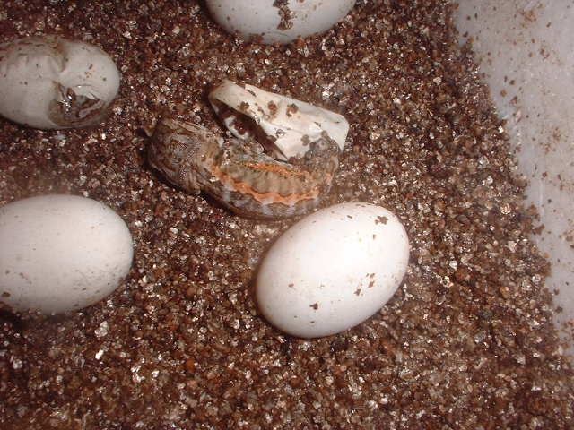 Color right out of the egg!