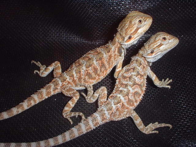Goldie's babies