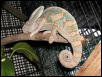 1-1/2year old male