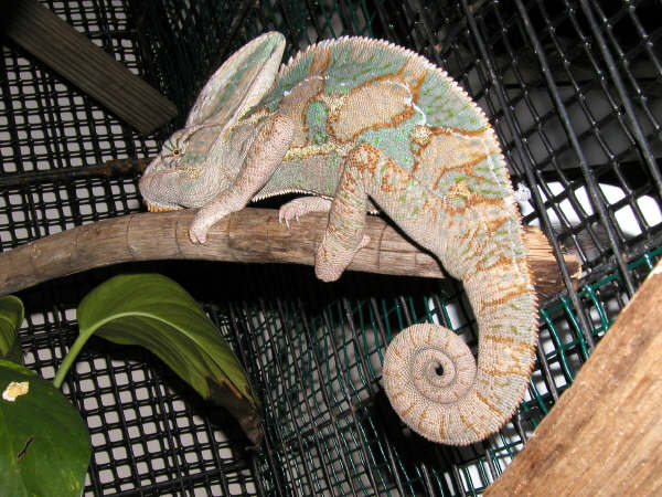 1-1/2year old male