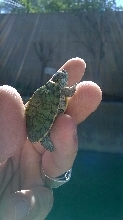 Red Eared Slider1