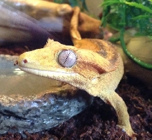 Smiling Crestie