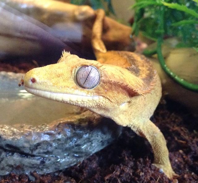 Smiling Crestie
