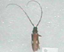 Can you help me identify this bug?