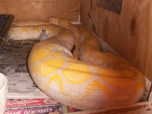 Pic of Bonita