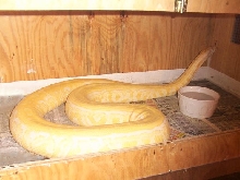 Pic of Oleo