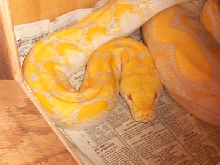 Pic of Favio