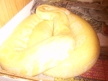 Pic of Butter