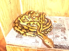 Yellow phase mottled tiger retic