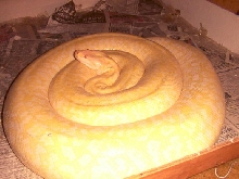 Pic of Corky
