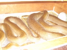Patternless Green Rock Pythons