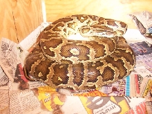 Caramel laying eggs