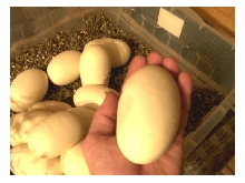 Hybrid Burmese/Rock egg