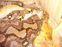 Het Albino