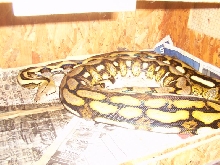 white headed tiger retic
