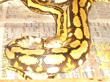 White Headed Mottled tiger retic