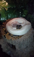 tank mates!