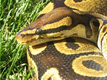 bp