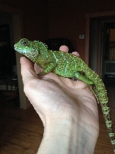 Male or Female?