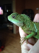 Male or Female?