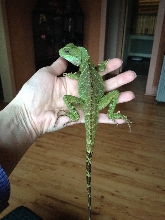 Male or Female?