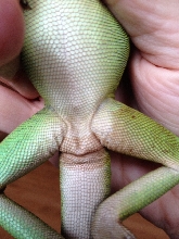 Male or Female?
