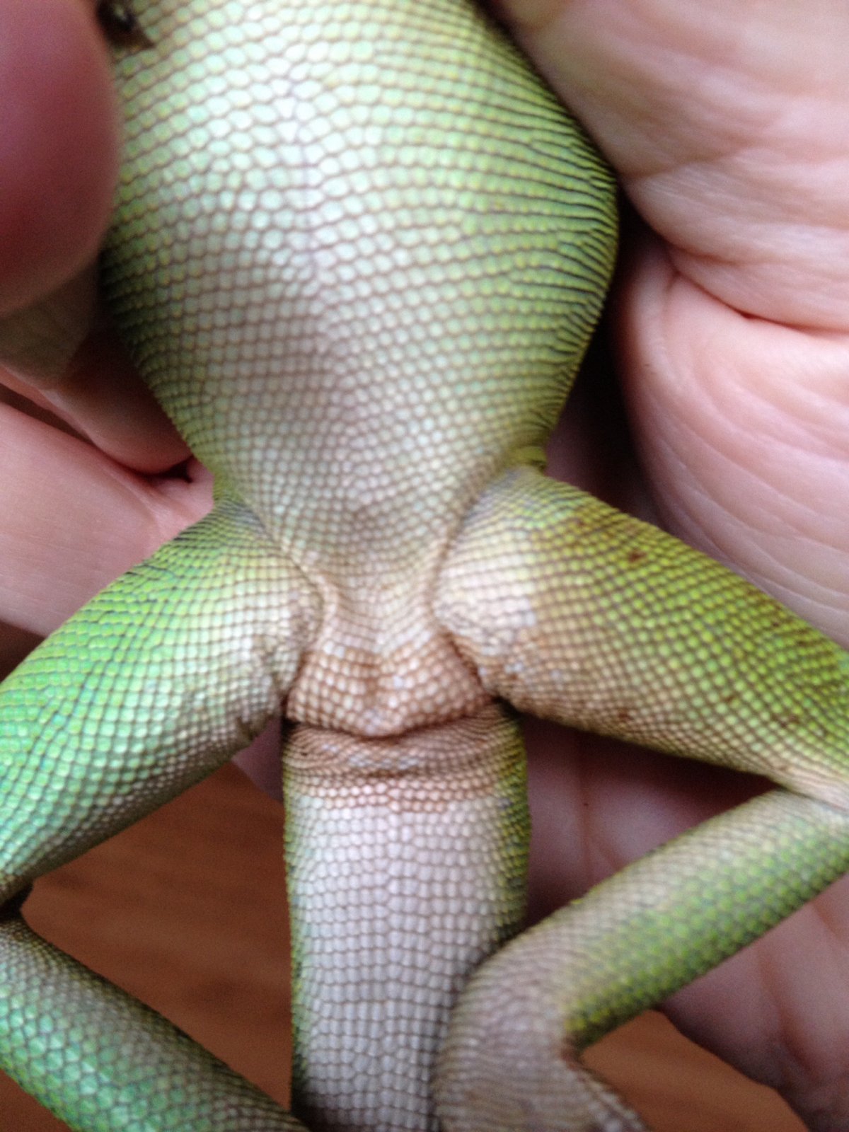 Male or Female?
