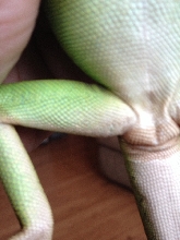Male or Female?