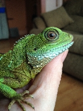 Male or Female?