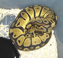 Male Pastel