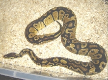 Male Pastel