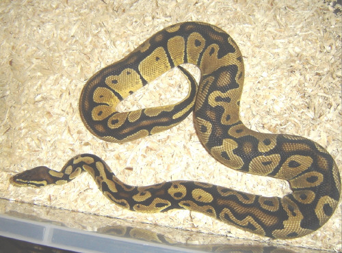 Male Pastel