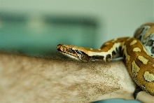 Blood python