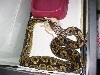 ball python eating