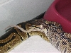 ball python eating