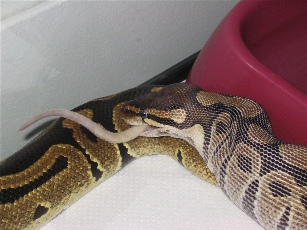 ball python eating