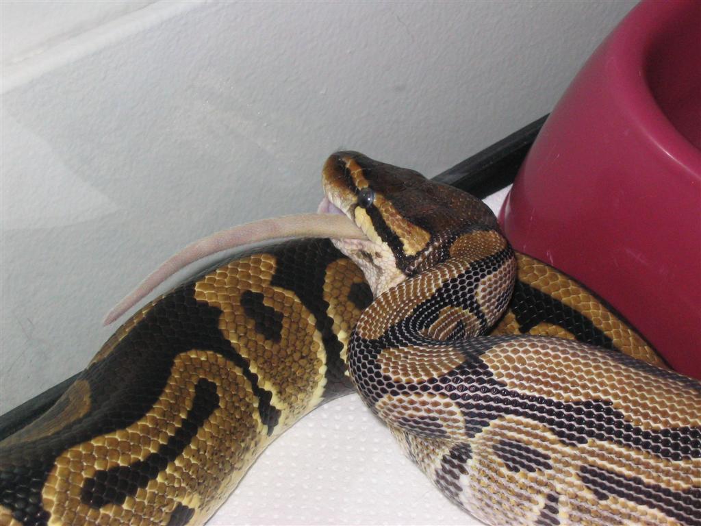 ball python eating