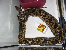 ball python eating