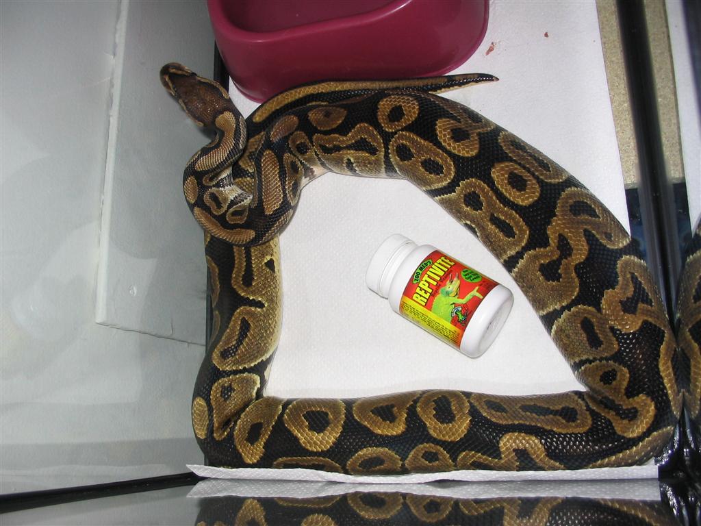 ball python eating