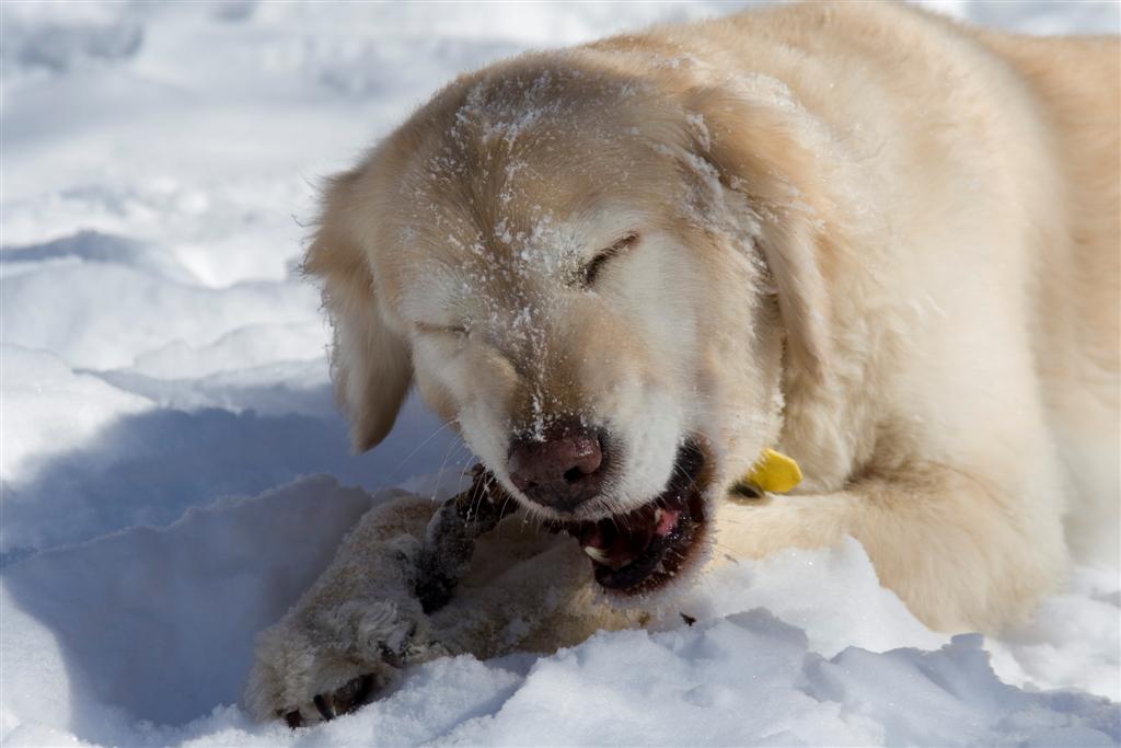 dog